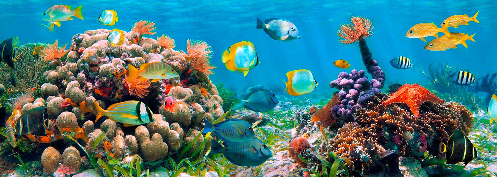 Barriera corallina e acque cristalline di Sharm El Sheikh