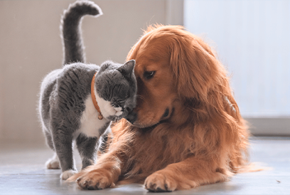 Servizi per animali domestici a Sharm El-Sheikh